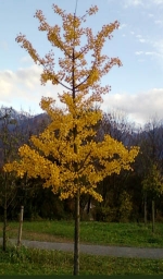 arbre1.jpg